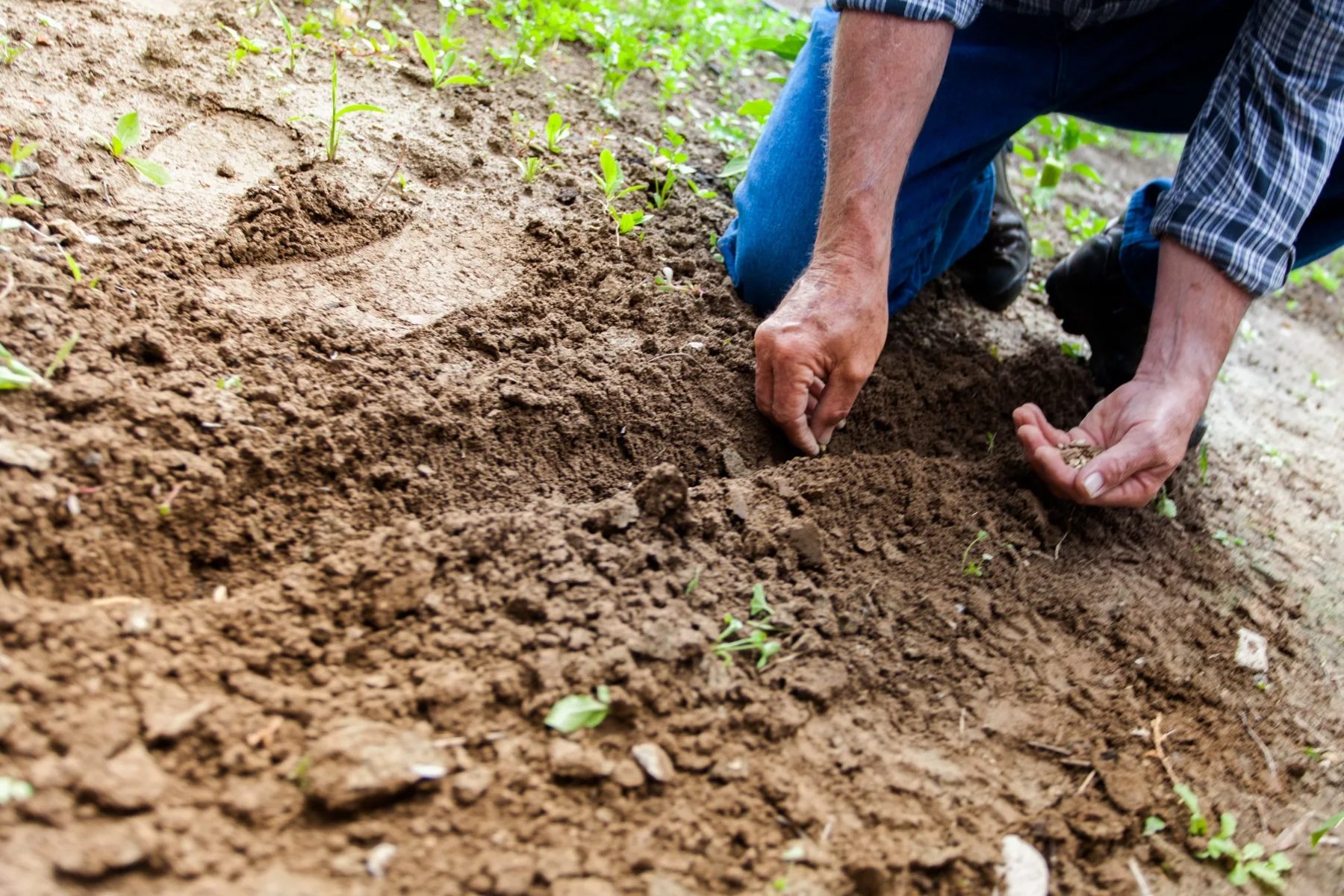 Seeds going into cultivated soil.